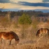 Kun divoky - Equus ferus - Exmoor Pony 6311